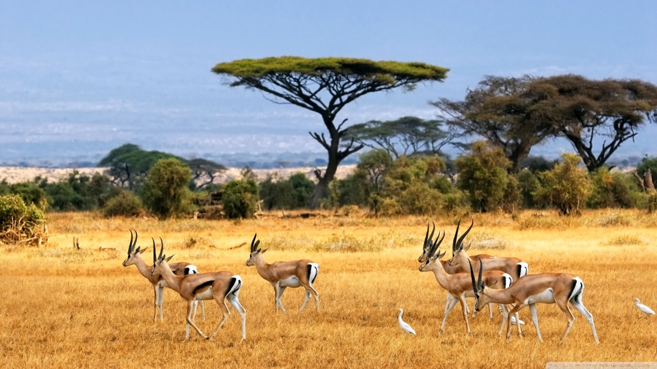 Tanzania Safaris